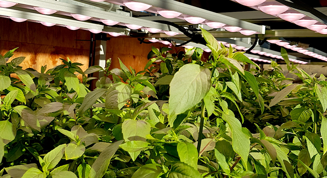 Ved metoden vertical farming dyrkes afgrøderne indenfor under LED-lamper og uden brug af jord